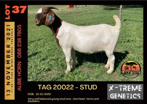 LOT 37 1X BOER GOAT DOE - STUD - ALBIAN STUD