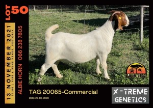 LOT 50 1X BOER GOAT DOE - COMMERCIAL - ALBIAN STUD