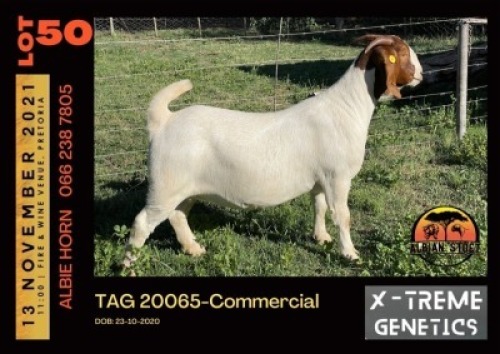 LOT 50 1X BOER GOAT DOE - COMMERCIAL - ALBIAN STUD