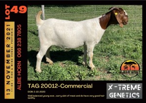 LOT 49 2X BOER GOAT DOE - COMMERCIAL - ALBIAN STUD