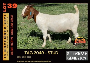 LOT 39 1X BOER GOAT DOE - STUD - ALBIAN STUD