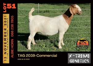 LOT 51 1X BOER GOAT DOE - COMMERCIAL - ALBIAN STUD