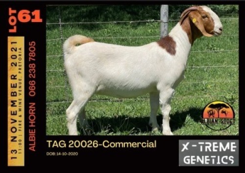 LOT 61 1X BOER GOAT DOE - COMMERCIAL - ALBIAN STUD
