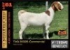 LOT 61 1X BOER GOAT DOE - COMMERCIAL - ALBIAN STUD