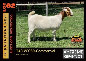 LOT 62 1X BOER GOAT DOE - COMMERCIAL - ALBIAN STUD