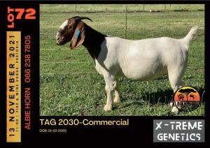 LOT 72 1X BOER GOAT DOE - COMMERCIAL - ALBIAN STUD