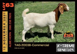 LOT 63 1X BOER GOAT DOE - COMMERCIAL - ALBIAN STUD