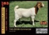 LOT 63 1X BOER GOAT DOE - COMMERCIAL - ALBIAN STUD
