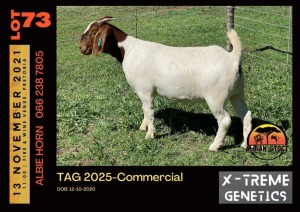 LOT 73 1X BOER GOAT DOE - COMMERCIAL - ALBIAN STUD