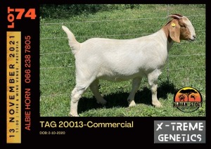 LOT 74 1X BOER GOAT DOE - COMMERCIAL - ALBIAN STUD