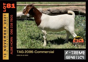 LOT 81 1X BOER GOAT DOE - COMMERCIAL - ALBIAN STUD