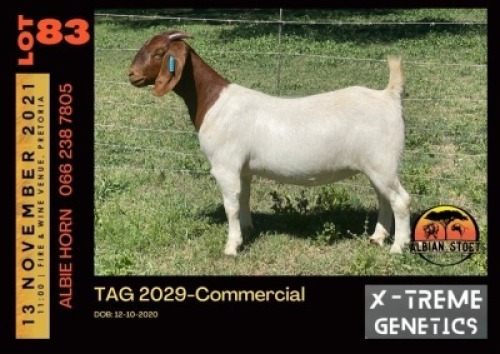 LOT 83 1X BOER GOAT DOE - COMMERCIAL - ALBIAN STUD