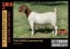 LOT 83 1X BOER GOAT DOE - COMMERCIAL - ALBIAN STUD