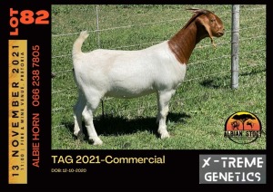 LOT 82 1X BOER GOAT DOE - COMMERCIAL - ALBIAN STUD