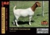 LOT 82 1X BOER GOAT DOE - COMMERCIAL - ALBIAN STUD - 2