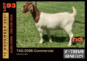 LOT 93 1X BOER GOAT DOE - COMMERCIAL - ALBIAN STUD