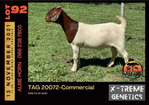 LOT 92 1X BOER GOAT DOE - COMMERCIAL - ALBIAN STUD