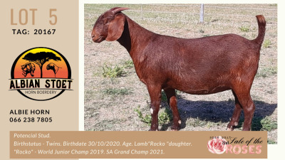 LOT 5 1X KALAHARI-RED OOILEWE - PS - ALBIAN STUD