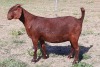 LOT 5 1X KALAHARI-RED OOILEWE - PS - ALBIAN STUD - 2