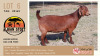 LOT 6 1X KALAHARI-RED OOILEWE - STUD - ALBIAN STUD