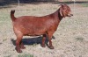 LOT 6 1X KALAHARI-RED OOILEWE - STUD - ALBIAN STUD - 2