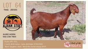 LOT 64 1X KALAHARI-RED OOILEWE - STUD - ALBIAN STUD