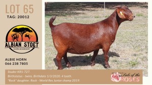 LOT 65 1X KALAHARI-RED OOILEWE - STUD - ALBIAN STUD