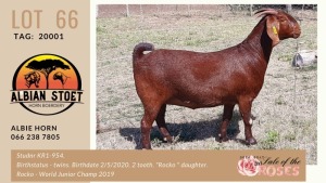 LOT 66 1X KALAHARI-RED OOILEWE - STUD - ALBIAN STUD