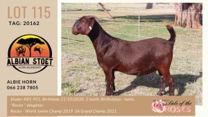 LOT 115 1X KALAHARI-RED OOILEWE - STUD - ALBIAN STUD