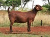 LOT 33 1X KALAHARI RED OOI/EWE - STUD - CW DREYER KALAHARI REDS