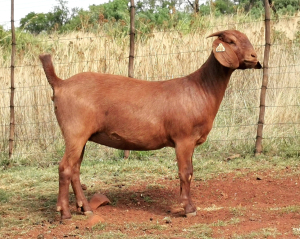 LOT 34 1X KALAHARI RED OOI/EWE - STUD - CW DREYER KALAHARI REDS