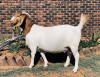 LOT 23 1X BOER GOAT OOI/EWE - STUD - ARBEIDSAAMHEID BBS - 2