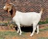 LOT 23 1X BOER GOAT OOI/EWE - STUD - ARBEIDSAAMHEID BBS - 3