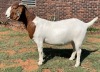 LOT 24 1X BOER GOAT OOI/EWE - STUD - ARBEIDSAAMHEID BBS - 2