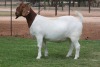 LOT 27 1X BOER GOAT OOI/EWE - STUD - BOSLAND BOERDERY