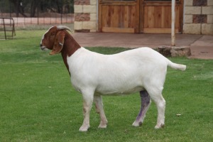 LOT 95 1X BOER GOAT OOI/EWE - STUD - BOSLAND BOERDERY