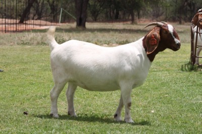 LOT 28 1X BOER GOAT OOI/EWE - STUD - BOSLAND BOERDERY