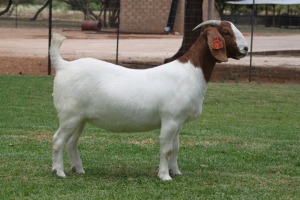 LOT 96 1X BOER GOAT OOI/EWE - STUD - BOSLAND BOERDERY