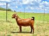 LOT 35 1X KALAHARI RED OOI/EWE - PS - AGRICOLA