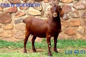 LOT 40 1X KALAHARI REDS OOI/EWE - PS - CMLW KALAHARI REDS