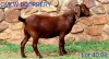 LOT 40 1X KALAHARI REDS OOI/EWE - PS - CMLW KALAHARI REDS - 2