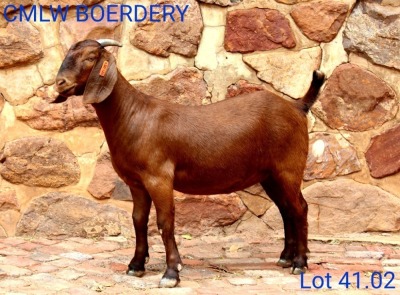 LOT 41 1X KALAHARI REDS OOI/EWE - PS - CMLW KALAHARI REDS