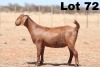 ONTTREK - LOT 72 1X KALAHARI RED OOI/EWE - STUD - ANTON & RIKUS BOTHMA - 2