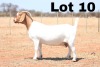 LOT 10 1X BOER GOAT OOI/EWE - STUD - ANTON & RIKUS BOTHMA