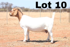 LOT 10 1X BOER GOAT OOI/EWE - STUD - ANTON & RIKUS BOTHMA