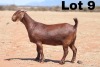 LOT 9 1X KALAHARI RED OOI/EWE - STUD - ANTON & RIKUS BOTHMA