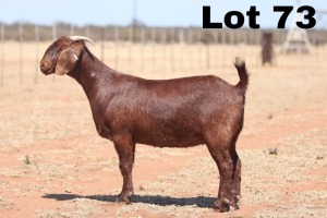 LOT 73 1X KALAHARI RED OOI/EWE - STUD - ANTON & RIKUS BOTHMA