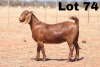 ONTTREK - LOT 74 1X KALAHARI RED OOI/EWE - STUD - ANTON & RIKUS BOTHMA - 2