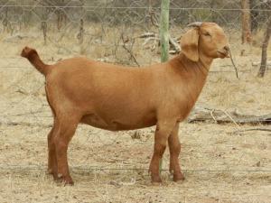 LOT 36 1X KALAHARI RED OOI/EWE - STUD - ANRU KALAHARI RED STUD