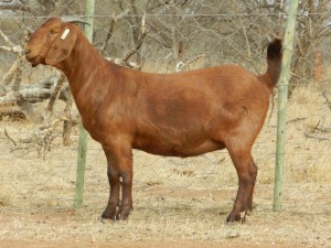 LOT 37 1X KALAHARI RED OOI/EWE - STUD - ANRU KALAHARI RED STUD